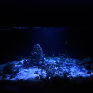 Shark & Ray aquarium