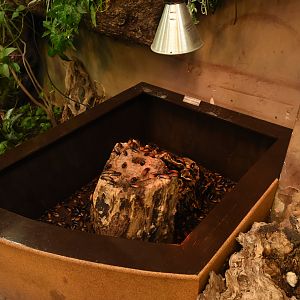 Open-topped cockroach enclosure