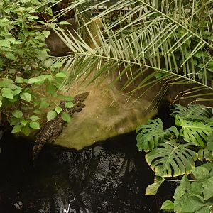 Crocodile enclosure