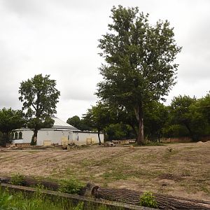 African elephant outdoor enclosure