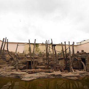 Hamadryas baboon enclosure