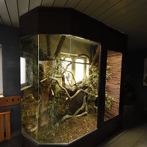 Tiny scops owl glass cage