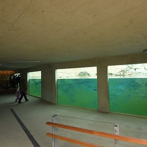 New polar bear enclosure underwater view