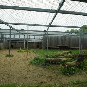 Lion enclosure