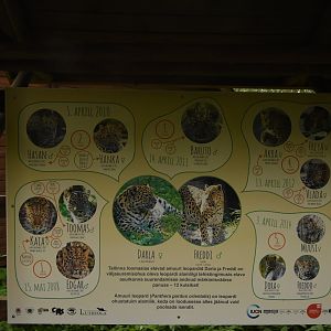 Amur leopard family tree