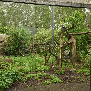 Amur leopard enclosure
