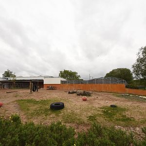 Black rhino outdoor enclosure