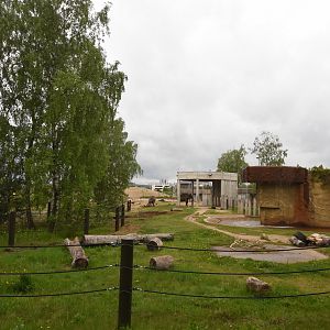 African elephant outdoors