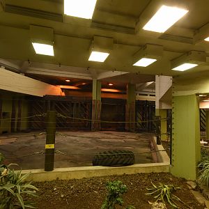 African elephant outdoors