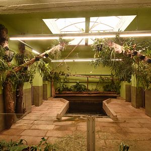 Pygmy hippo indoor enclosure