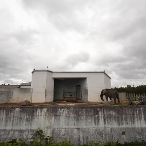African elephant bull enclosure