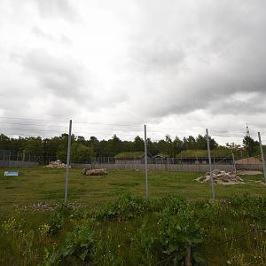 Nubian ibex enclosure