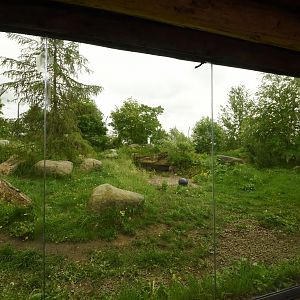 Snow leopard enclosure