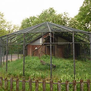 Egyptian vulture aviary