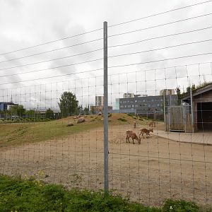Alpinarium - typical Ibex enclosure