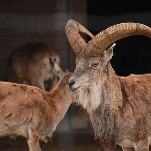 Bukhara urial