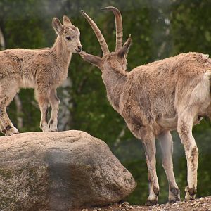 Siberian ibex