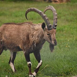 Nubian ibex