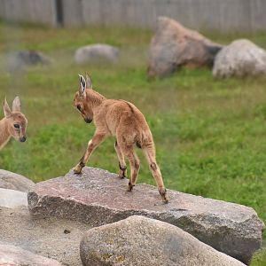 Nubian ibex
