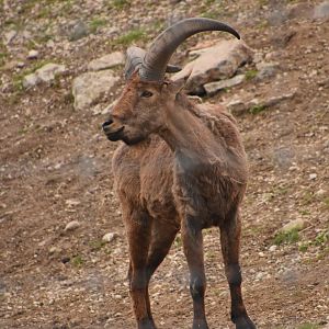 East caucasian ibex