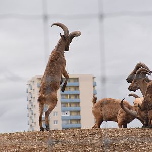 East caucasian ibex, bachelor group