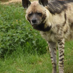 Striped hyena
