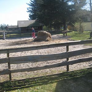 Farm Fun - Petting exhibit #3