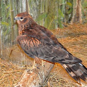 Circus cyaneus / Hen harrier at Krasnodar Exotarium