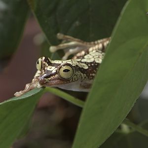 Pictured tree frog