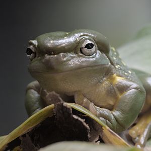 Splendid tree frog