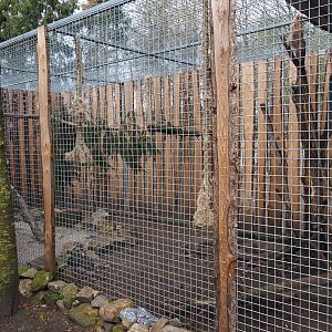 Kea aviary, 2019-04-06
