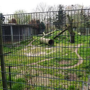 East African striped hyena exhibit, 2019-04-06