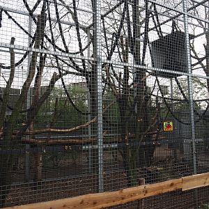 Colombian black spider monkey exhibit, 2019-04-06