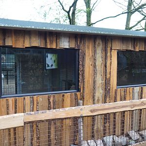 Colombian black spider monkey house, 2019-04-06