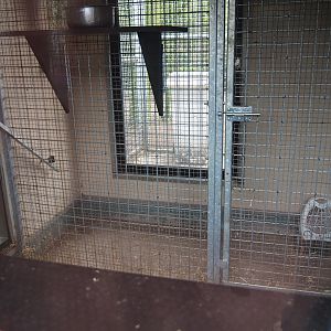 Colombian black spider monkey indoor housing, 2019-04-06