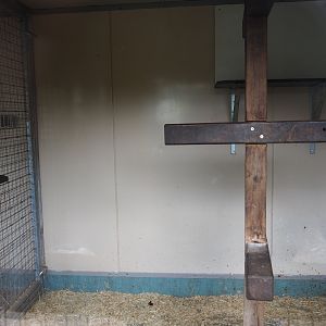 Colombian black spider monkey indoor housing, 2019-04-06