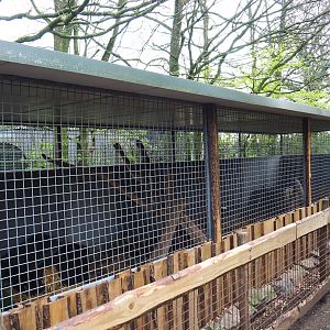 Asian small-clawed otter holding, 2019-04-06