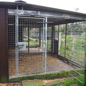 East African striped hyena holding, 2019-04-06