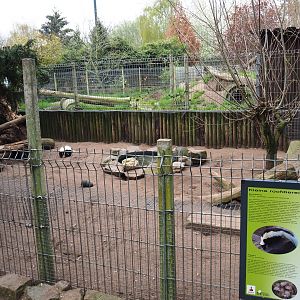 Striped skunk exhibit, 2019-04-06