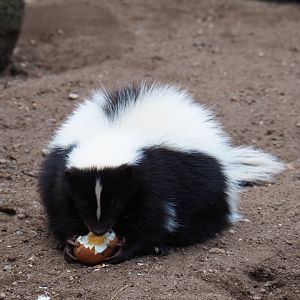 Striped skunk (Mephitis mephitis) eating an egg, 2019-04-06