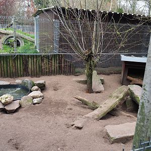Striped skunk exhibit, 2019-04-06