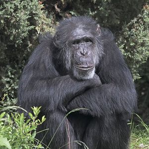 Boris watching the world go by