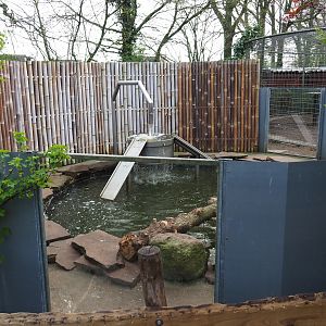 Asian small-clawed otter, 2019-04-06