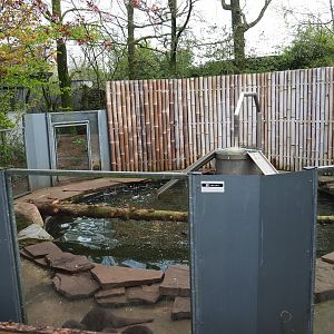 Asian small-clawed otter, 2019-04-06