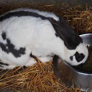 Domestic rabbit (Oryctolagus cuniculus) feeding, 2019-04-06