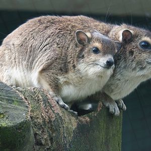 Yellow-spotted rock hyrax (Heterohyrax brucei), 2019-04-06