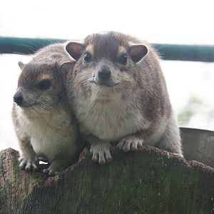 Yellow-spotted rock hyrax (Heterohyrax brucei), 2019-04-06