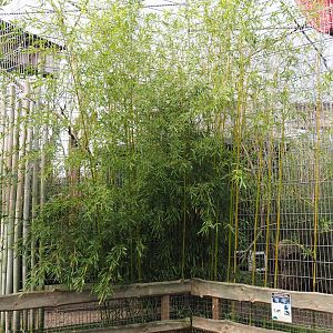 Binturong exhibit, 2019-04-06