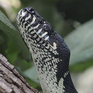 Boelen's python climbing