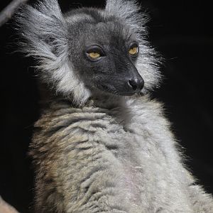 Black lemur sunbathing